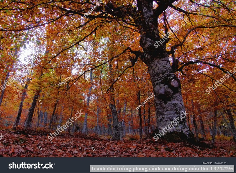 Tranh dán tường phong cảnh con đường mùa thu T321-295